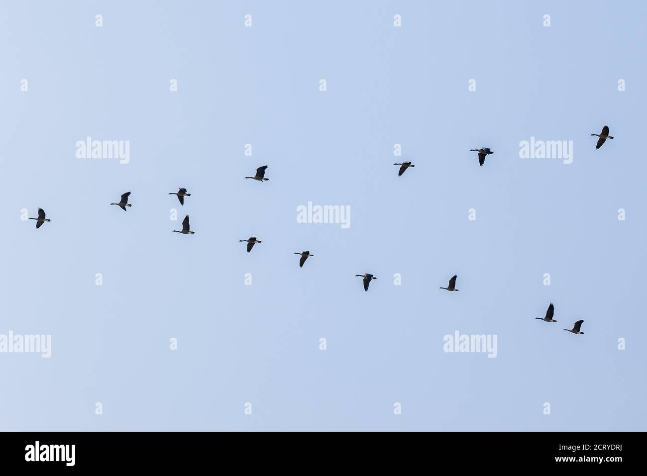 Kanada Gänse fliegen in V-Formation; Central Colorado; USA Stockfoto