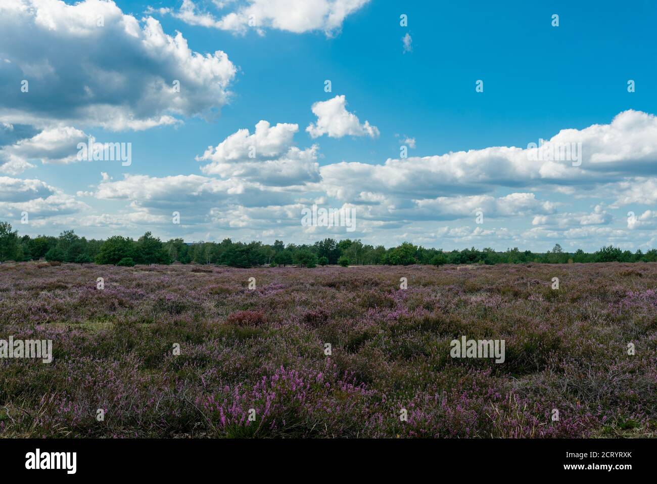 Blühende violette Heidelandschaft im ehemaligen Militärtrainingsgebiet Jueterbog In Deutschland Stockfoto