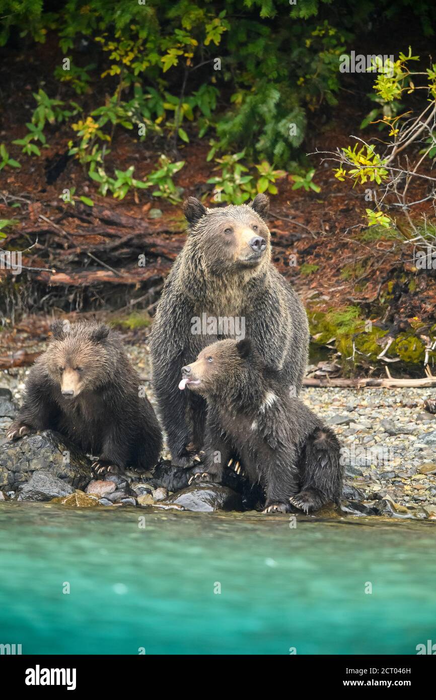 Grizzlybär (Ursus arctos)- Mutter und Jungtier aus dem ersten Jahr ruhen am Flussufer während der Jagd auf Sockeye Lachs Laichen in einem Lachsfluss, Chilcotin Wilde Stockfoto