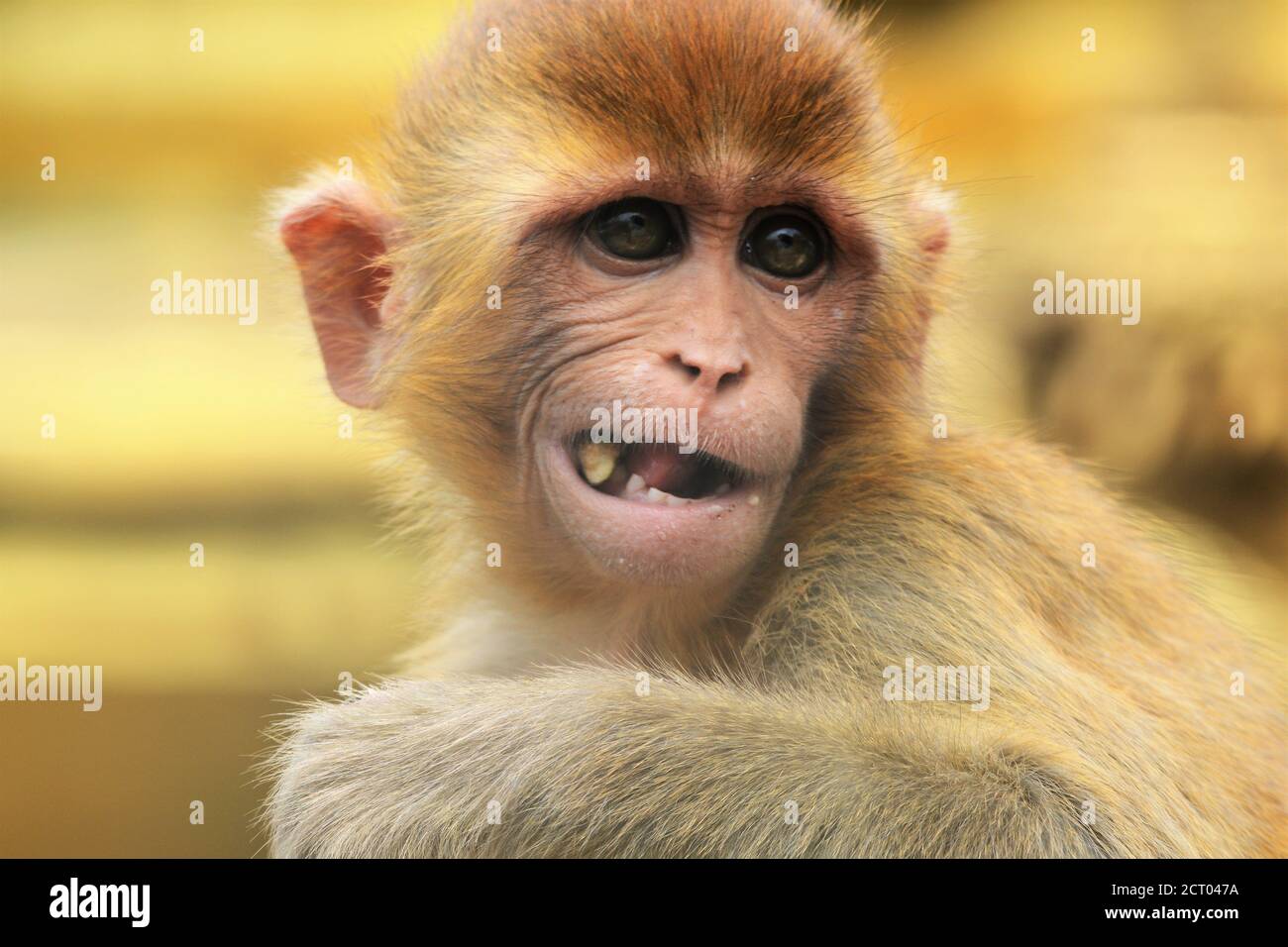 Lustige Affen essen Stockfoto