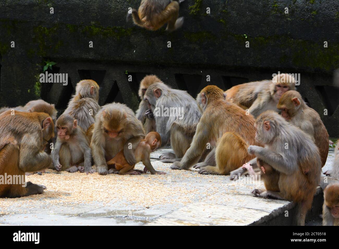 Gruppe von Affen Stockfoto