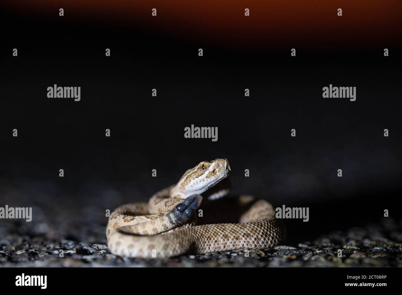Neonate Prairie Rattlesnake, (Crotalus viridis), Valencia co., New Mexico, USA. Stockfoto
