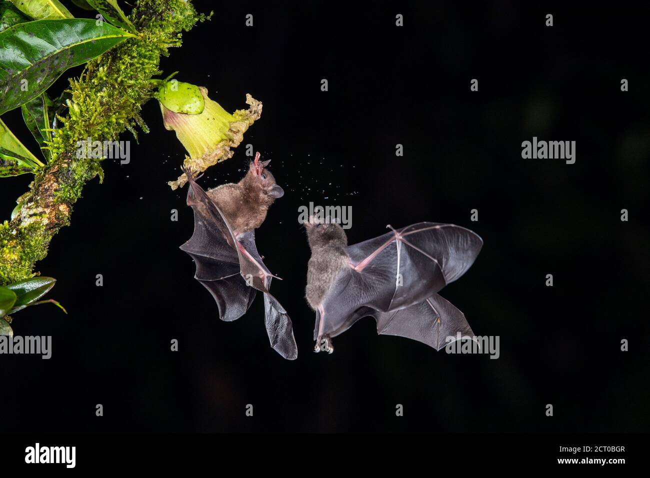 Nachtflug Nektar Fütterung Fledermäuse- Pallas langärmelige Fledermaus (Glossophaga soricina), Laguna del lagarto, Alajuela, Costa Rica Stockfoto