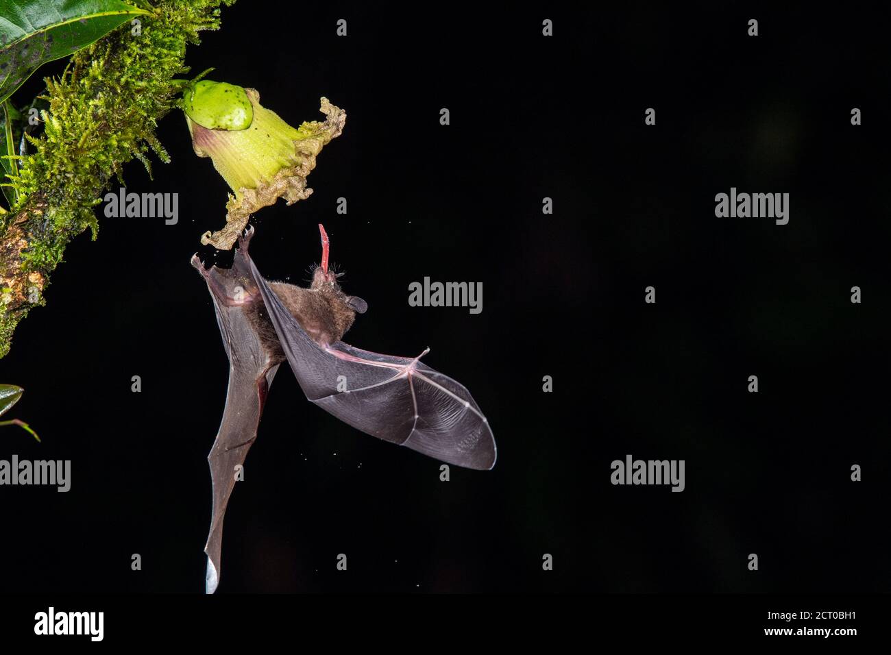Nachtflug Nektar Fütterung Fledermäuse- Pallas langärmelige Fledermaus (Glossophaga soricina), Laguna del lagarto, Alajuela, Costa Rica Stockfoto
