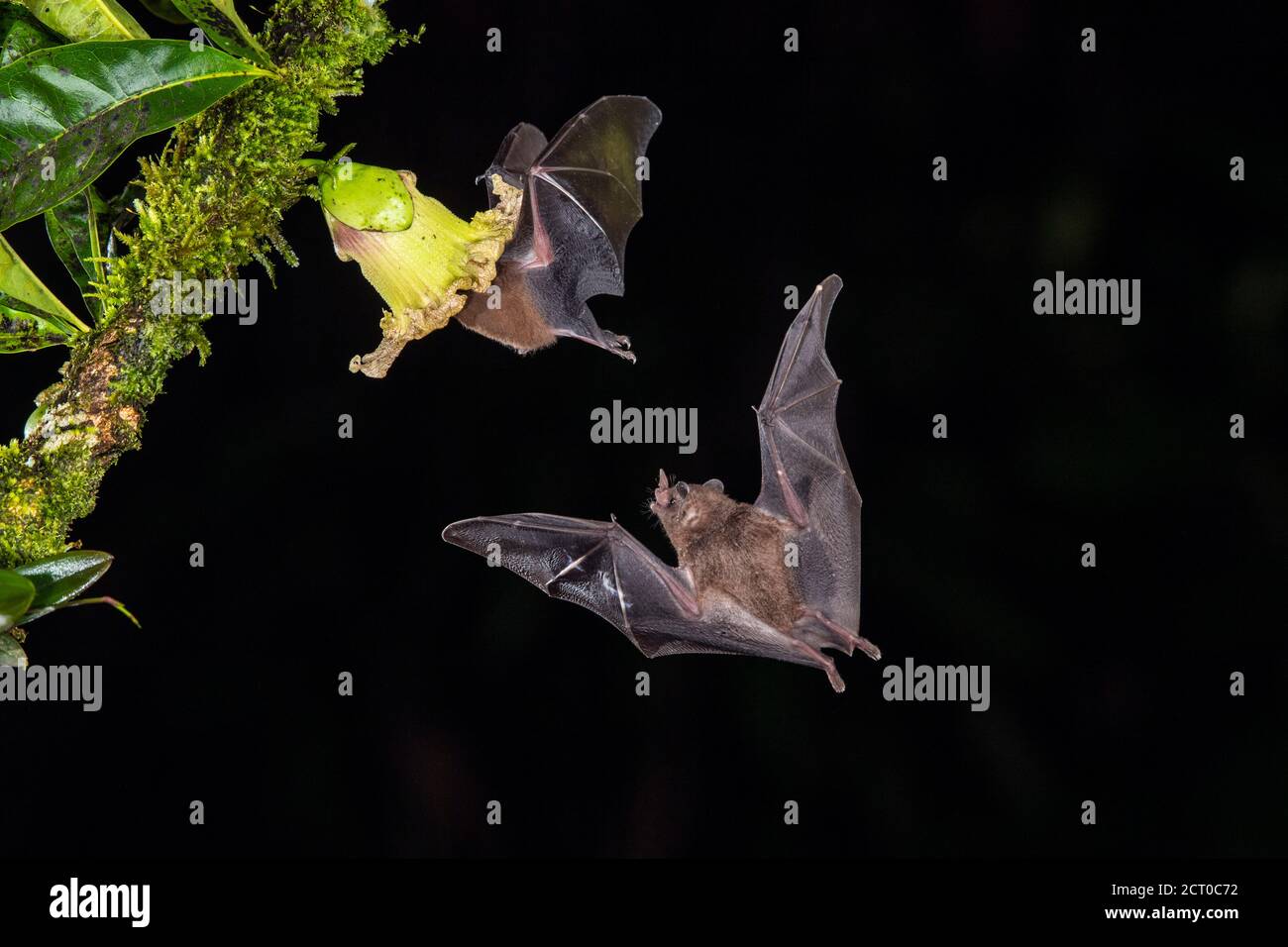 Nachtflug Nektar Fütterung Fledermäuse- Pallas langärmelige Fledermaus (Glossophaga soricina), Laguna del lagarto, Alajuela, Costa Rica Stockfoto