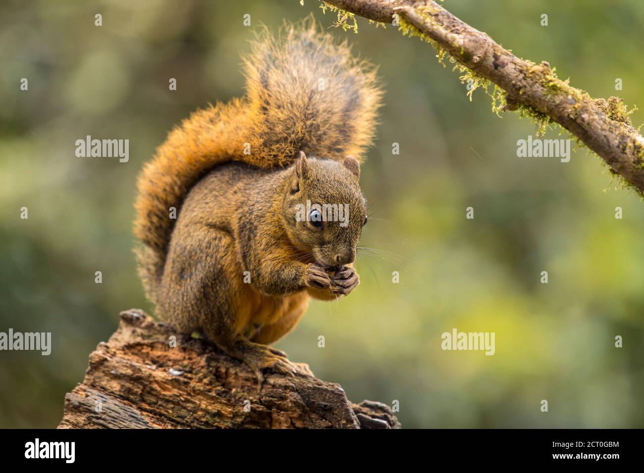 Rotschwanzhörnchen (Sciurus granatensis), Paraiso Quetzal, San Jose, Costa Rica Stockfoto