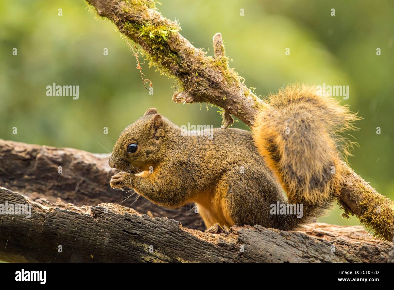 Rotschwanzhörnchen (Sciurus granatensis), Paraiso Quetzal, San Jose, Costa Rica Stockfoto