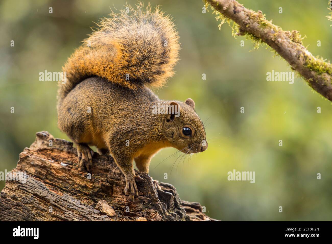 Rotschwanzhörnchen (Sciurus granatensis), Paraiso Quetzal, San Jose, Costa Rica Stockfoto