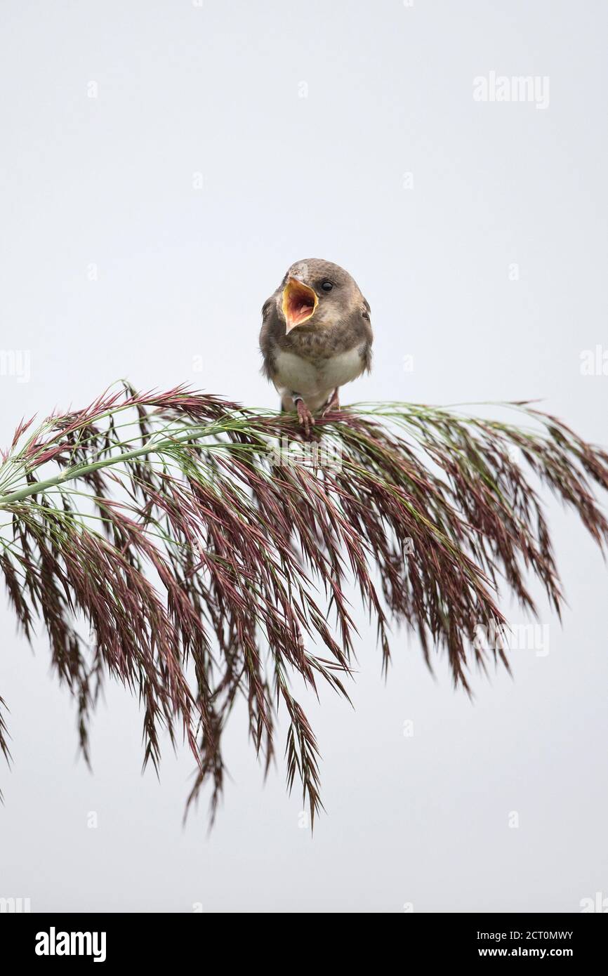 Uferschwalbe (Riparia Rioaria) Stockfoto