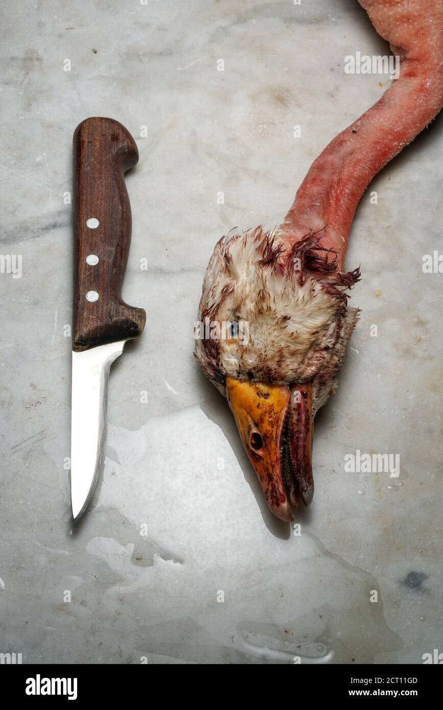 Mortara 09/10/2019 : Totes Gänsekopf und Messer bereit für traditionelle Salami-Rezept Stockfoto