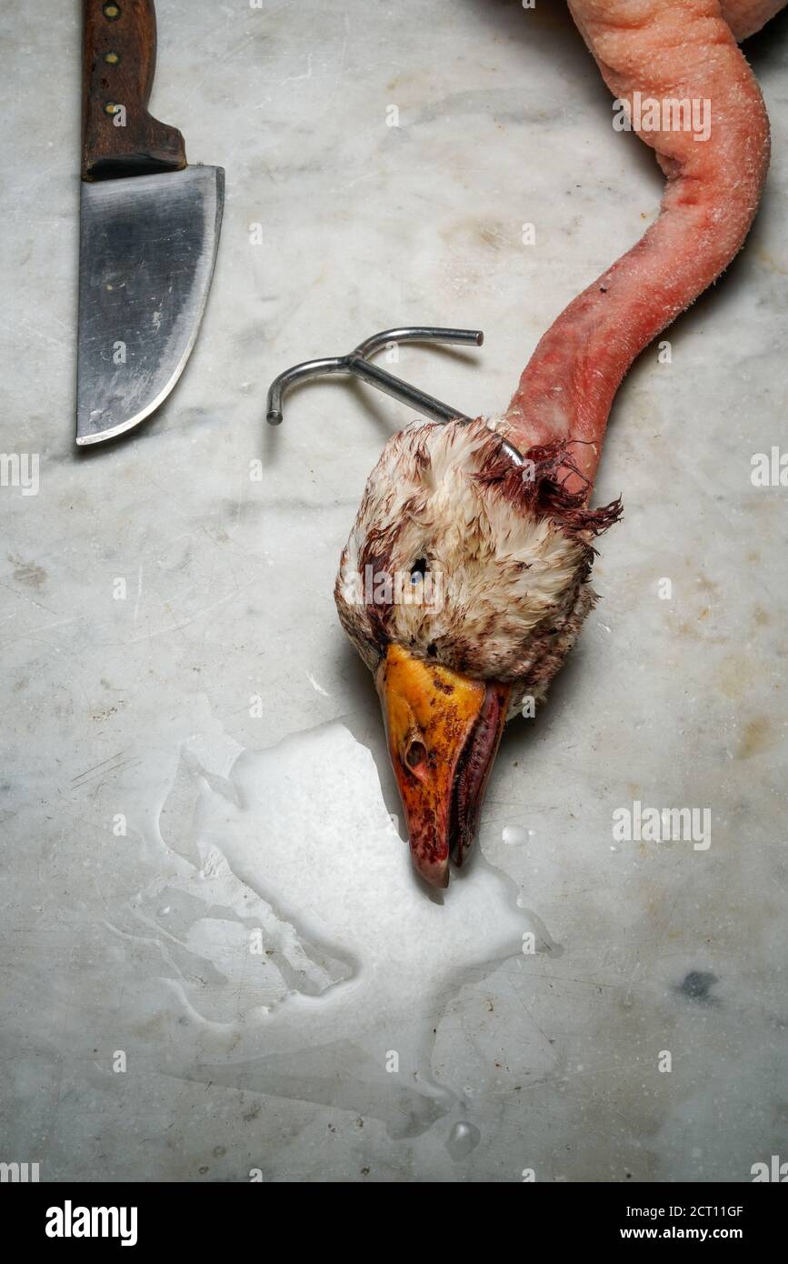 Mortara 09/10/2019 : Totes Gänsekopf mit Haken und Messer bereit für traditionelle Salami-Rezept Stockfoto