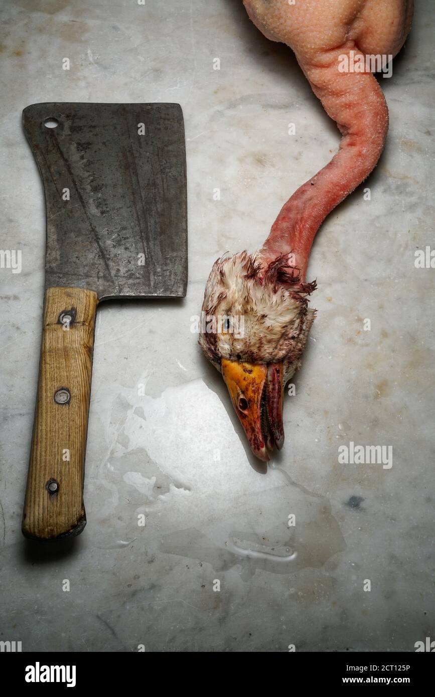 Mortara 09/10/2019 : Totes Gänsekopf und Spalter bereit für traditionelle Salami Rezept Stockfoto