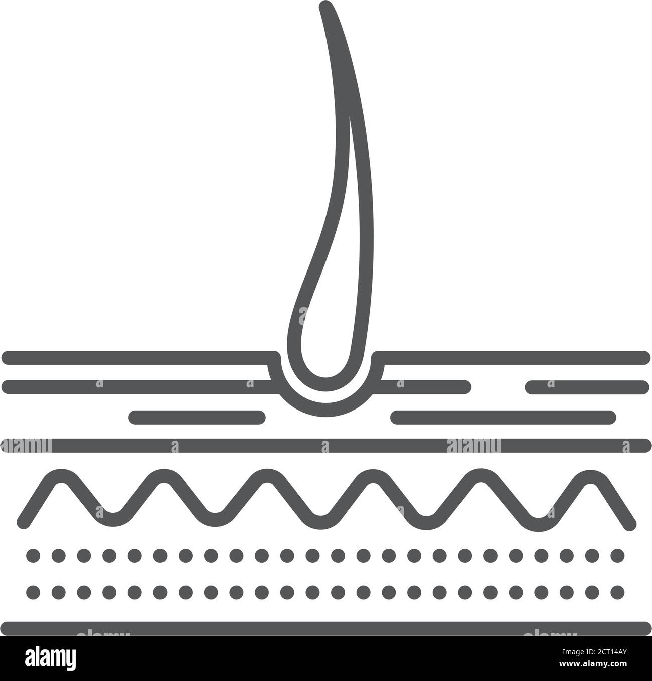 Struktur des schwarzen Symbols der Hautlinie. Haaranatomie und Haarfollikel. Registrieren Sie sich für Webseite, mobile App, Schaltfläche, Logo. Bearbeitbare Kontur Stock Vektor