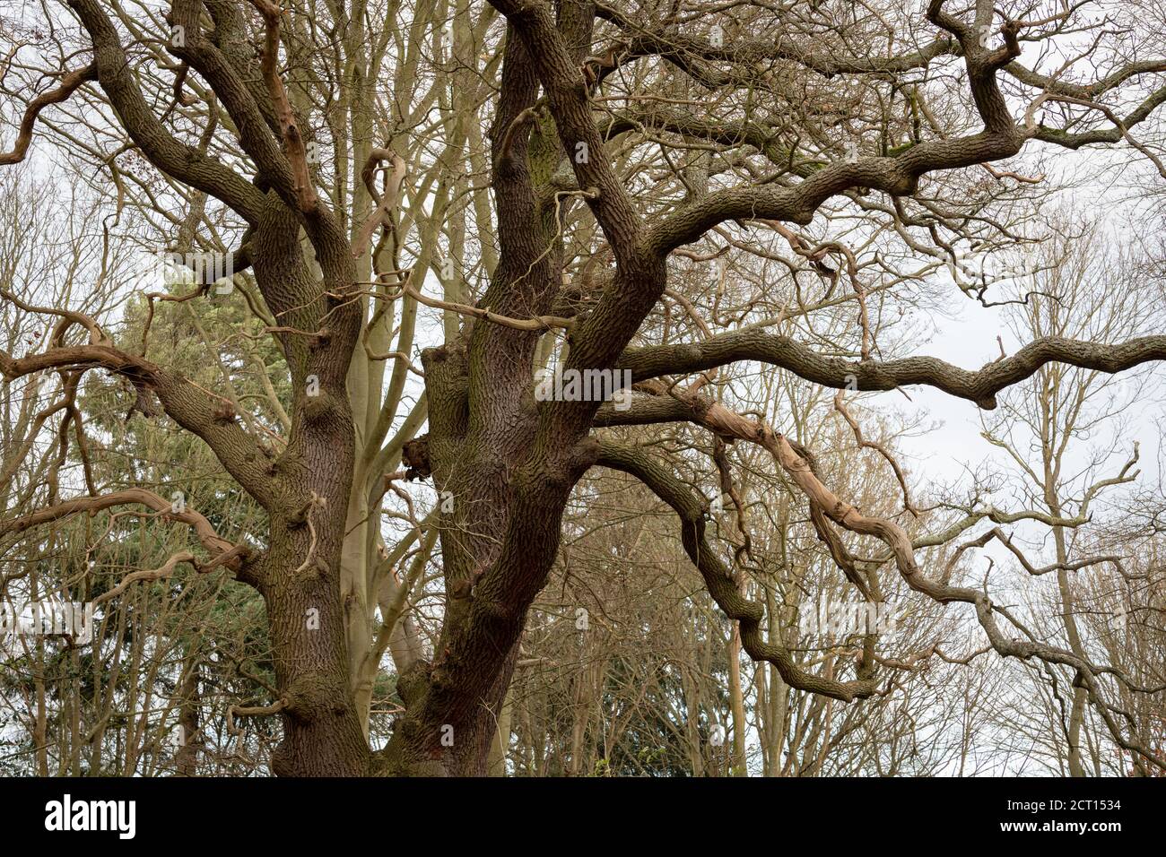 Winterwaldszene in Esher Commons, Surrey, Großbritannien Stockfoto