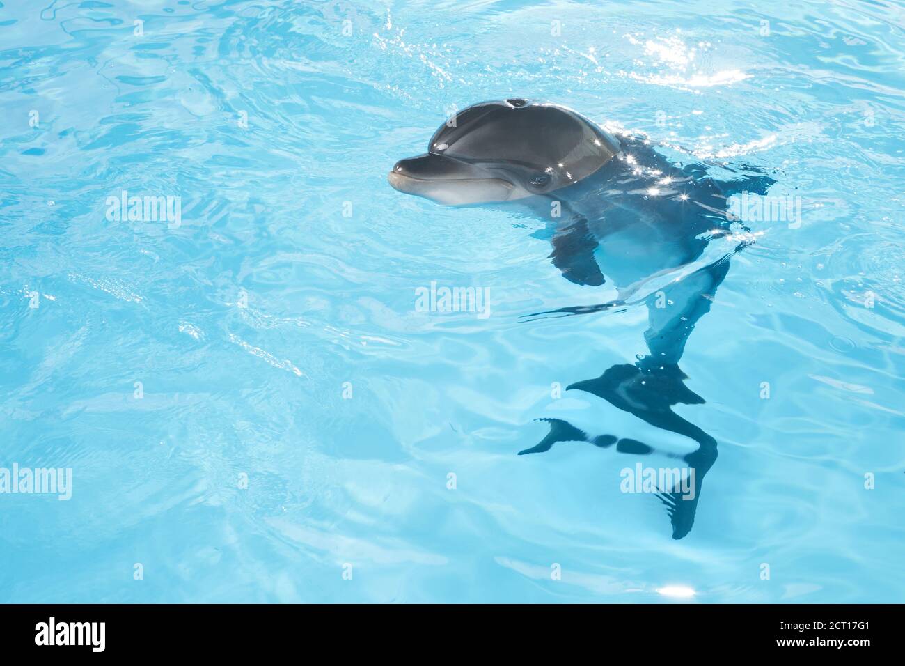 Delphin Stockfoto