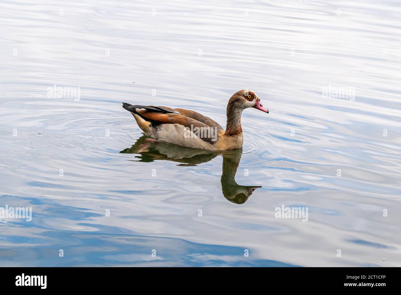 Erwachsene ägyptische Gans, alopochen aegyptiaca, Schwimmen auf einem See mit Reflexion Stockfoto