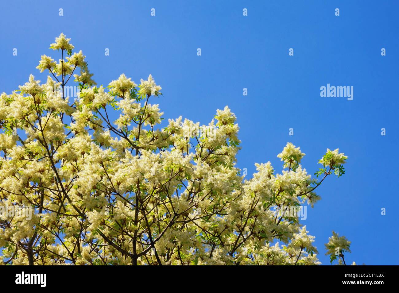 Blühender Baum gegen blauen Himmel am sonnigen Frühlingstag. Zweige der blühenden Esche ( Fraxinus ornus ). Speicherplatz kopieren Stockfoto