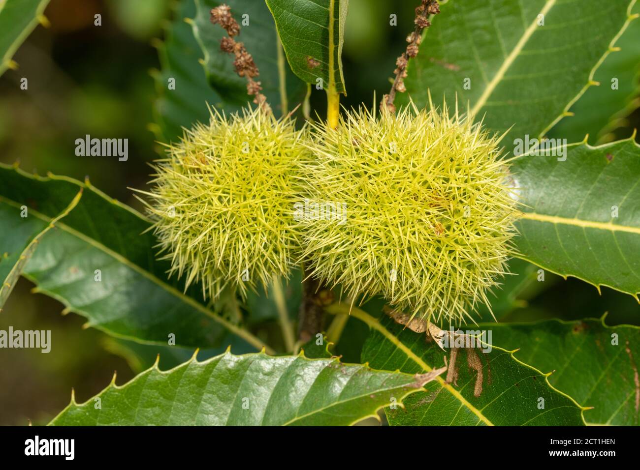 Kastanien in stacheligen Schalen, die auf einem Kastanienbaum (Castanea sativa) wachsen, September UK Stockfoto