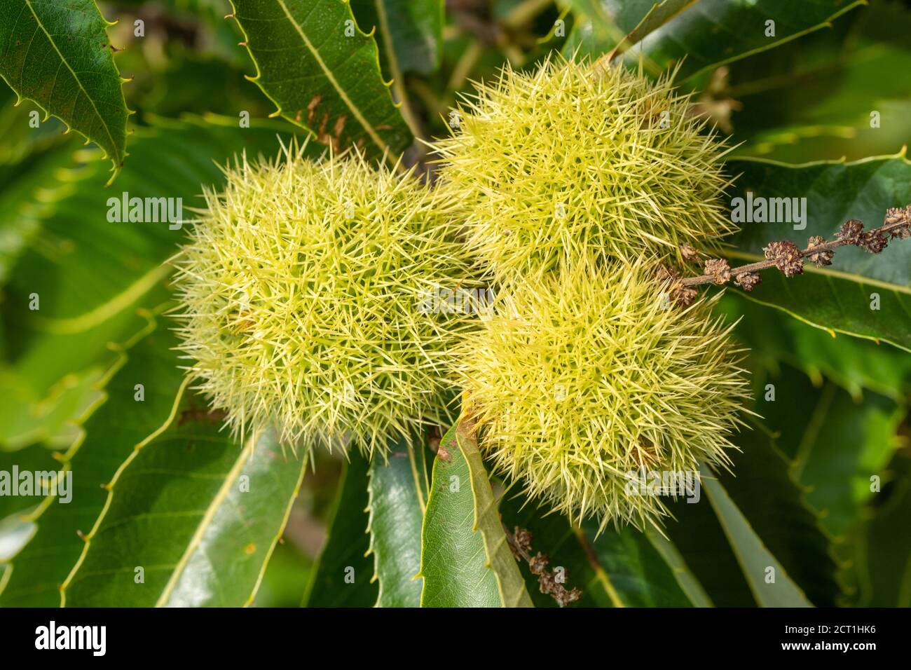 Kastanien in stacheligen Schalen, die auf einem Kastanienbaum (Castanea sativa) wachsen, September UK Stockfoto