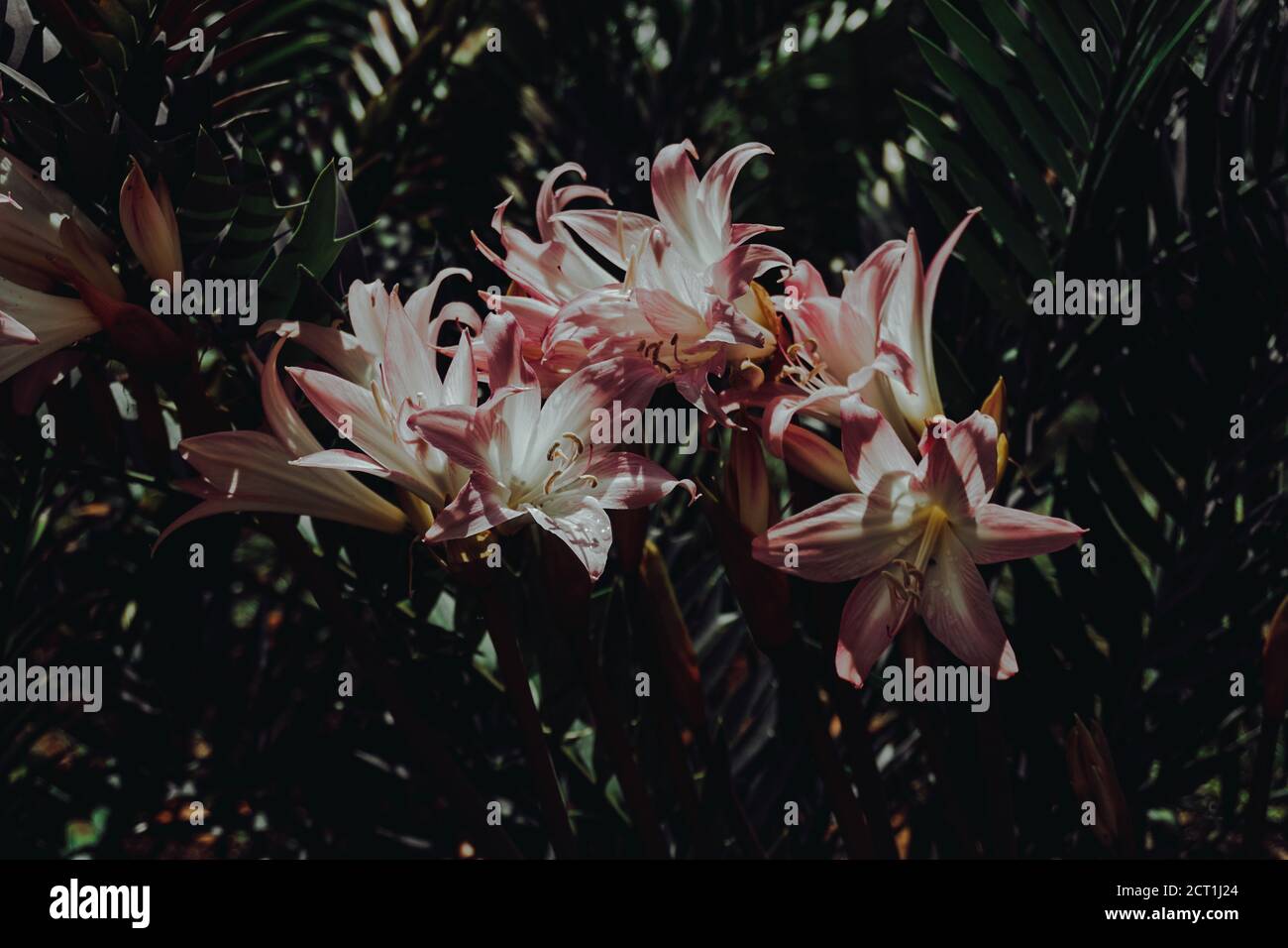 Pastellrosa Lilien in Monte Palace Garden in Funchal, Madeira Stockfoto