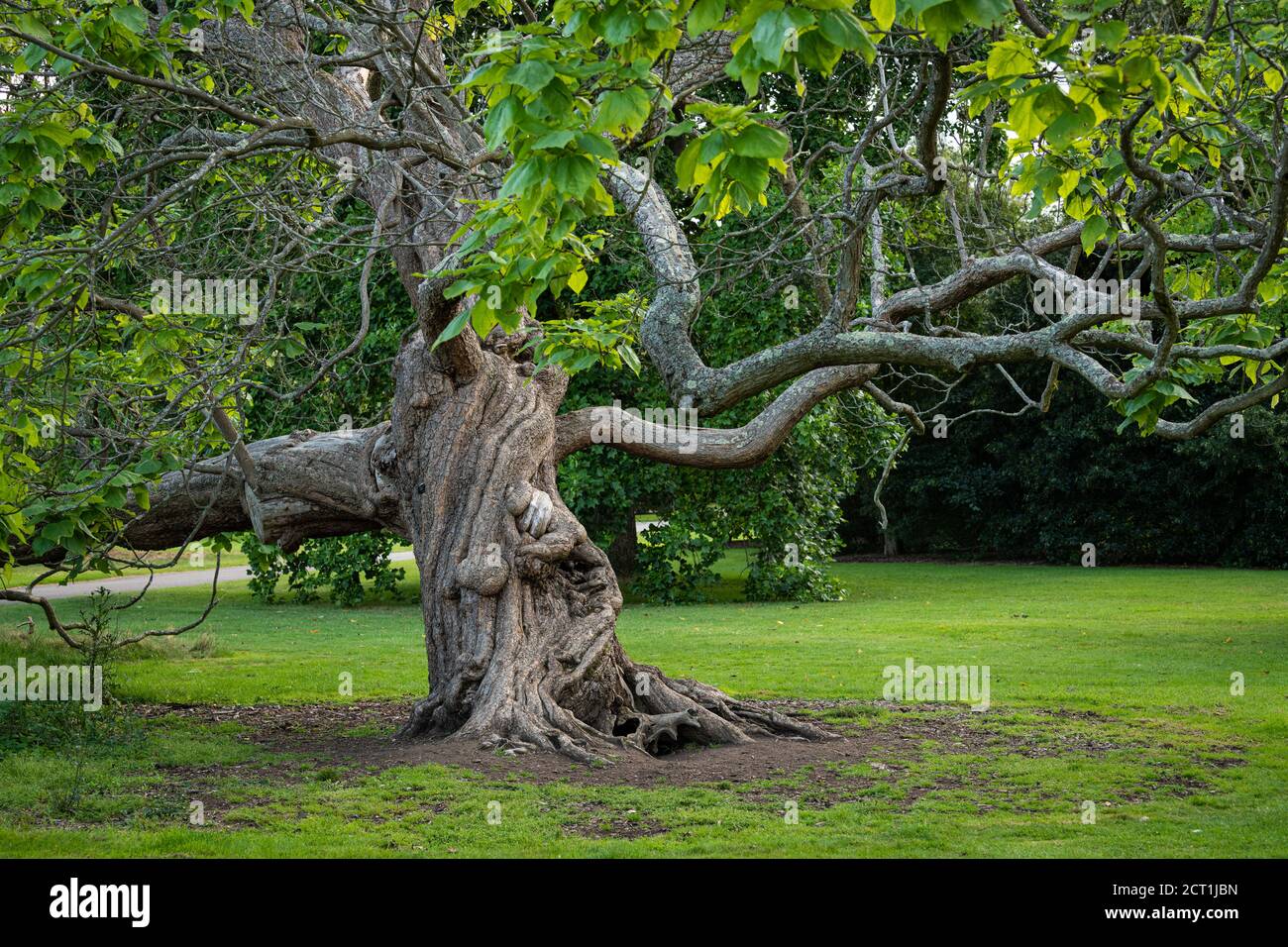 Indian Bean Tree, Catalpa bignonioides, Kew Gardens, London, Großbritannien Stockfoto