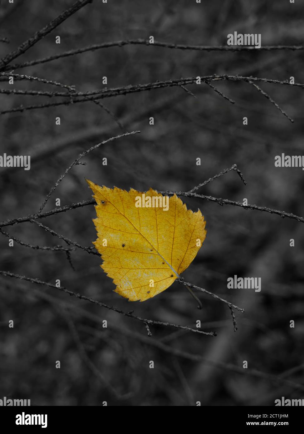 Ein einzelnes gelbes Blatt mit monochromem Hintergrund. Stockfoto