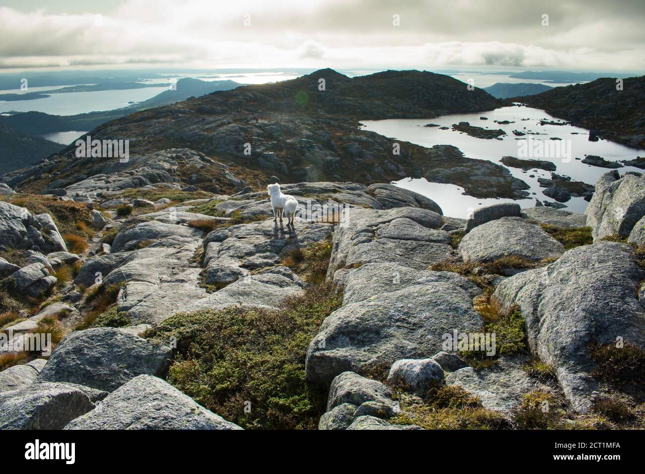 Wandern mit Husky Dog durch Europa Wanderweg bei Stavanger Norwegen Stockfoto