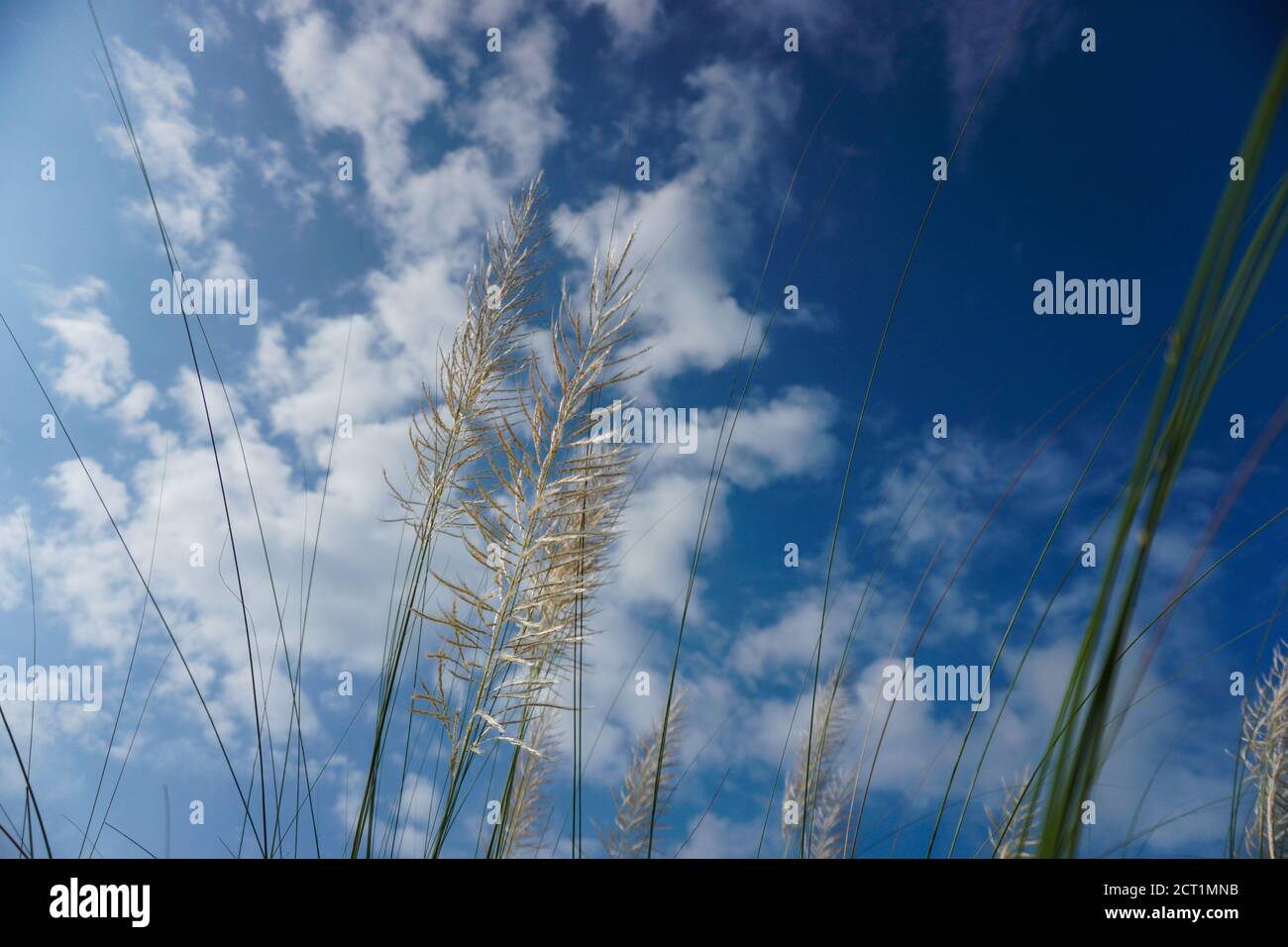 Der blaue Himmel mit der Lücke von kaschful Blume macht es verträumt. Kaschful, wildes Zuckerrohr. Saccharum Spontaneum. Kashful ist in der Regel neben den Flüssen gefunden Stockfoto