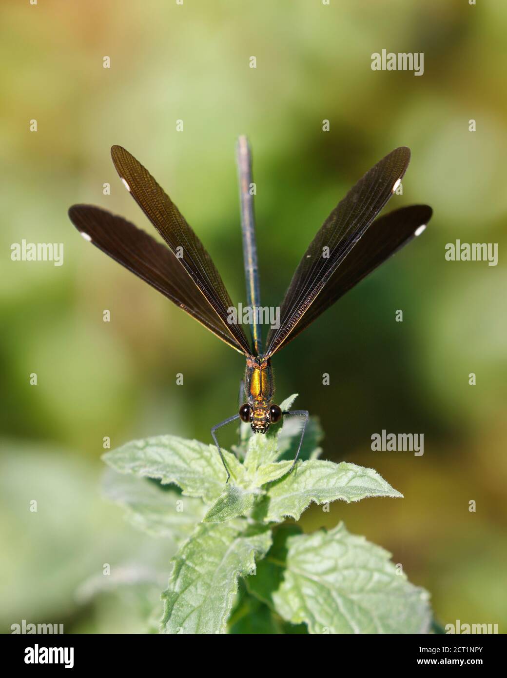 Erwachsene weibliche schöne Demoiselle (Calopteryx jungfrau) Auf einem Blatt mit ausgebreiteten Flügeln angesiedelt Stockfoto