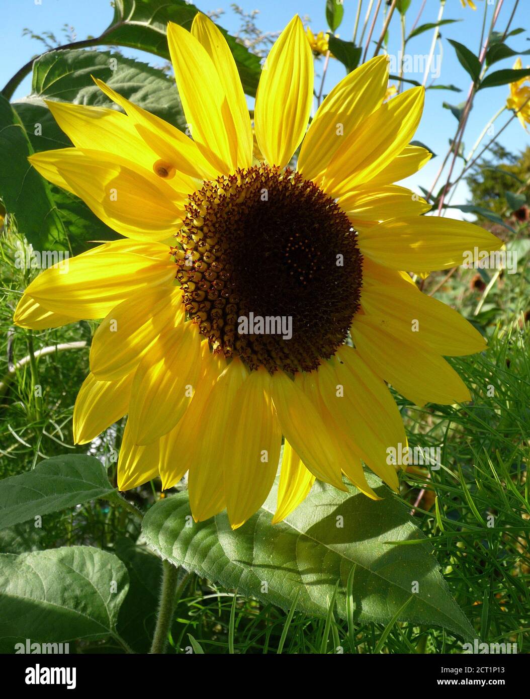 Giverny, France- 05/09/2012- Sonnenblume mit Schnecke an einem sonnigen Tag in Claude Monet´s Gärten in Giverny, Frankreich Stockfoto