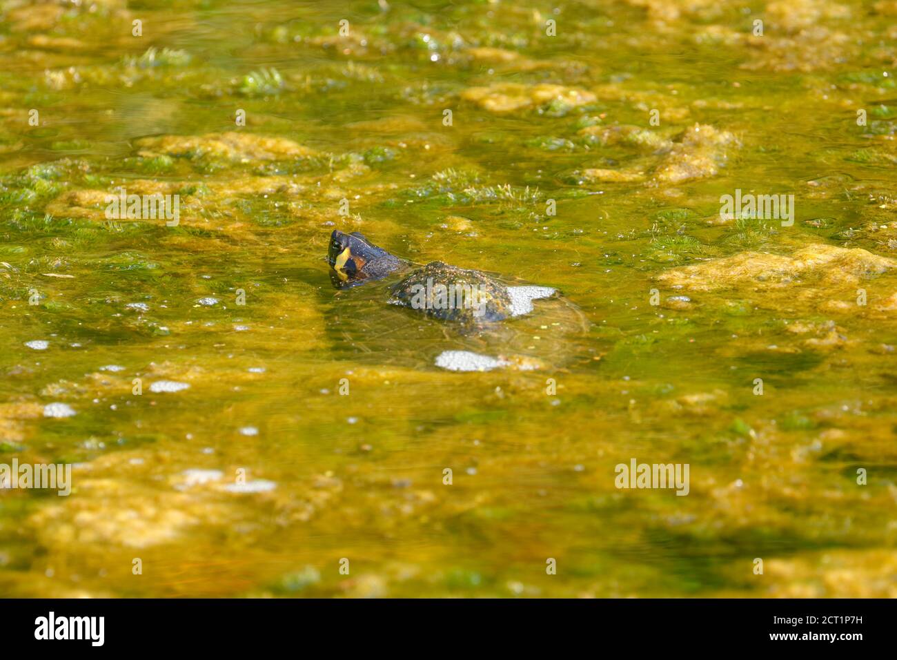 Eine gelbbauchige Terrapin (Trachemys scripta scripta) im Temple Newsam in Leeds, Großbritannien. Möglicherweise als unerwünschtes Haustier freigesetzt. Stockfoto