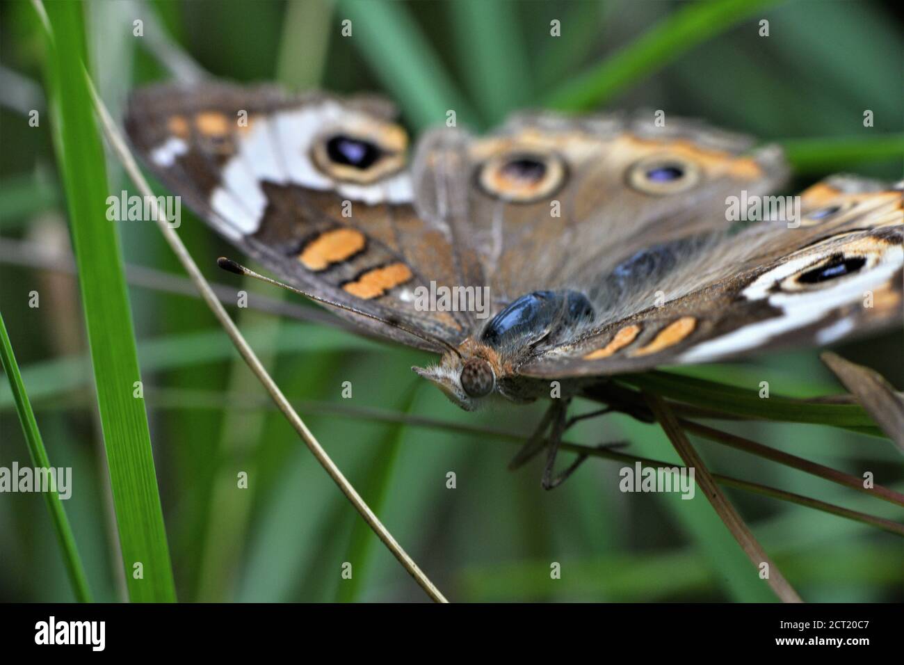 Ältere verblasste gewöhnliche buckeye Schmetterling. Stockfoto