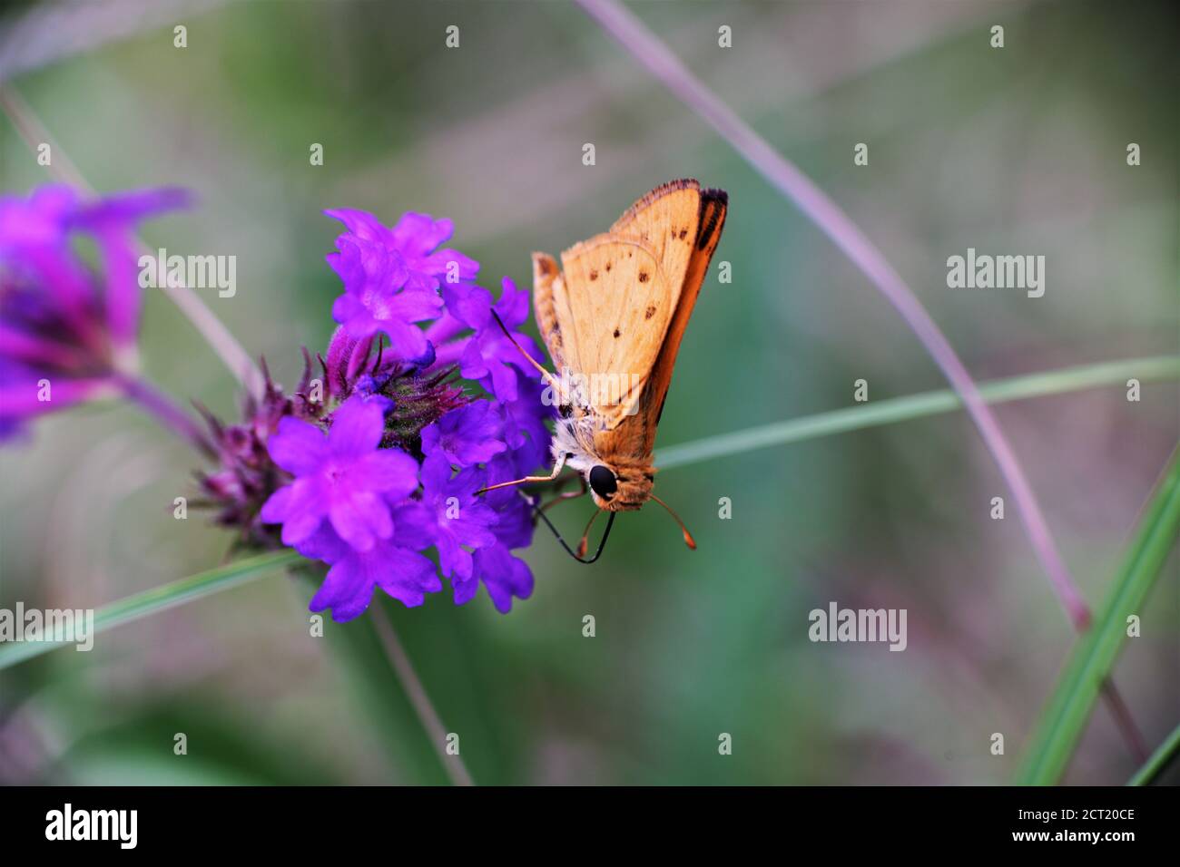 Ein feuriger Schiffer Schmetterling. Stockfoto