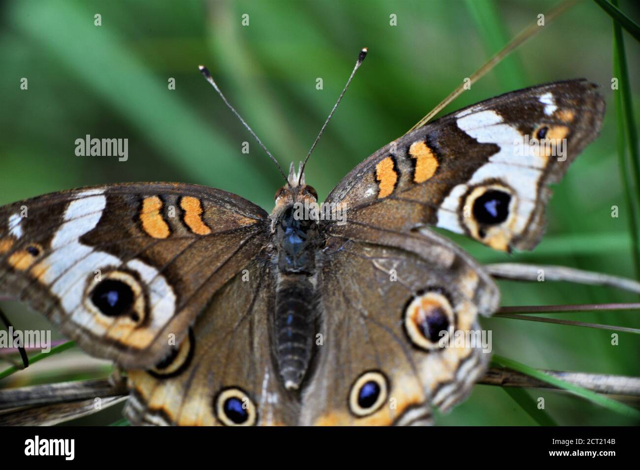 Ältere verblasste gewöhnliche buckeye Schmetterling. Stockfoto