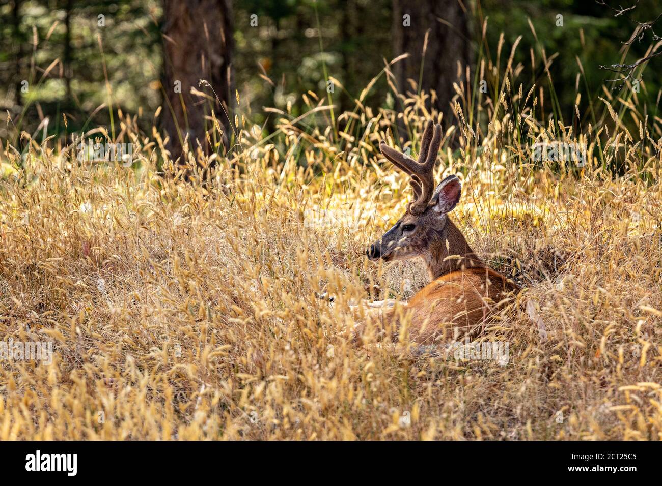 Ein Schwarzer Schwanz Hirschbock ruht in einem grasbewachsenen Feld bleibt wachsam für Raubtiere auf Salt Spring Island, British Columbia, Kanada. Stockfoto