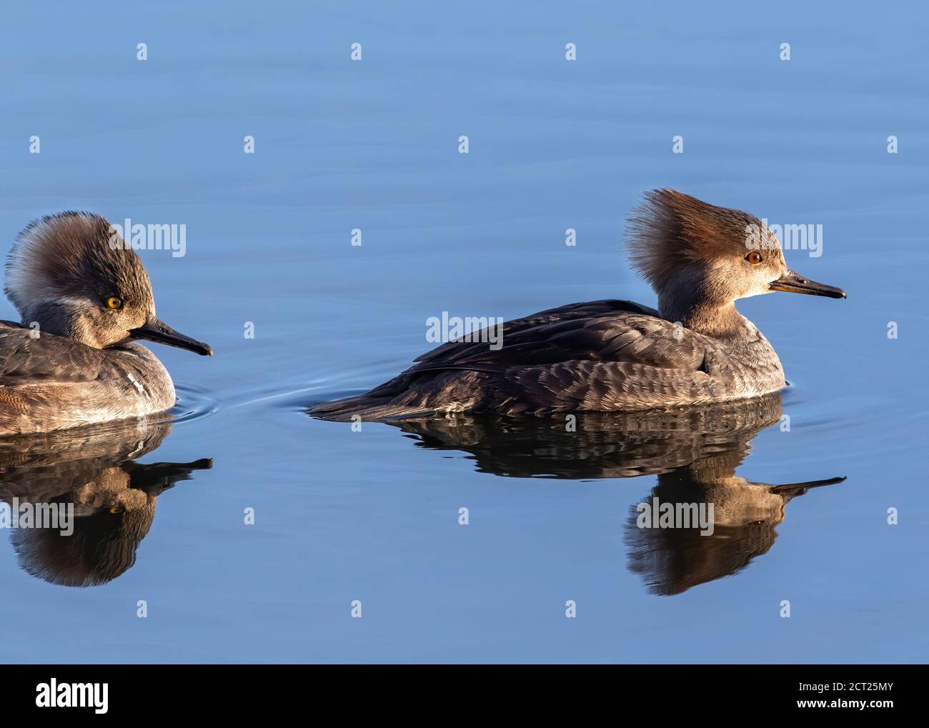 Nahaufnahme Vergleich der Augenfarbe zwischen einem weiblichen Kapuzenmerganser vor dem Auge und einem unreifen männlichen Nachfolgenden, beleuchtet von der späten Tagessonne. Stockfoto