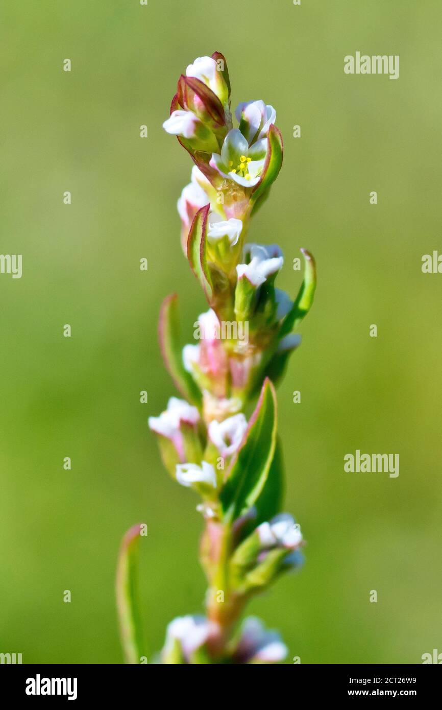 Knoterras (polygonum aviculare), Nahaufnahme eines einzelnen Stiels mit den kleinen weißen Blüten, isoliert auf einem schlichten grünen Hintergrund. Stockfoto
