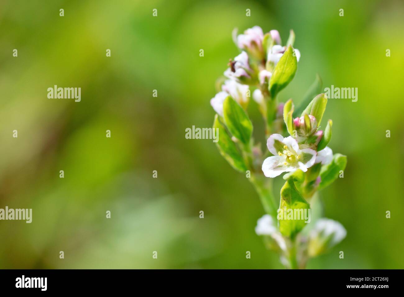 Knoterras (polygonum aviculare), Nahaufnahme eines einzelnen Stiels mit den kleinen weißen Blüten, isoliert vor einem unscharf grünen Hintergrund. Stockfoto