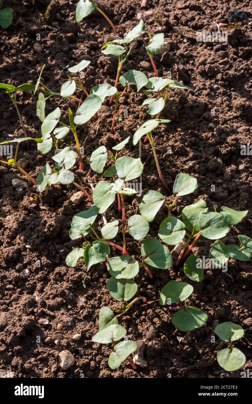 Buchweizen, der im Garten als Deckpflanze oder Gründünger gesät wird. Stockfoto