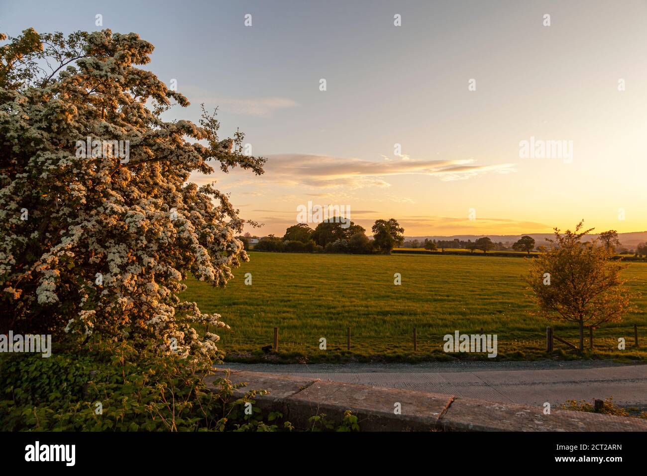 Ein blühender Weißdornbaum fängt das Abendlicht im Herzen von Shropshire, England, ein Stockfoto