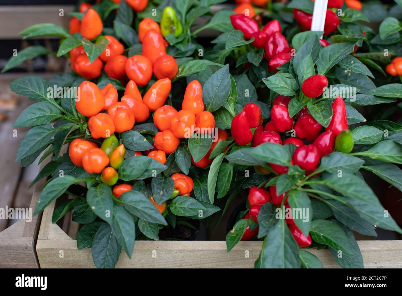 Topfstrauch Pflanzen Stockfotos Und Bilder Kaufen Alamy