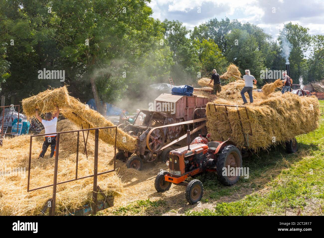 Verwendung einer traditionellen, dampfbetriebenen Ransomes von Ipswich Dreschmaschine zum Dreschen von Weizen. Suffolk, East Anglia, England, Großbritannien. Stockfoto