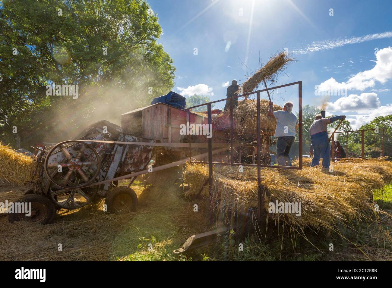 Verwendung einer traditionellen, dampfbetriebenen Ransomes von Ipswich Dreschmaschine zum Dreschen von Weizen. Suffolk, East Anglia, England, Großbritannien. Stockfoto