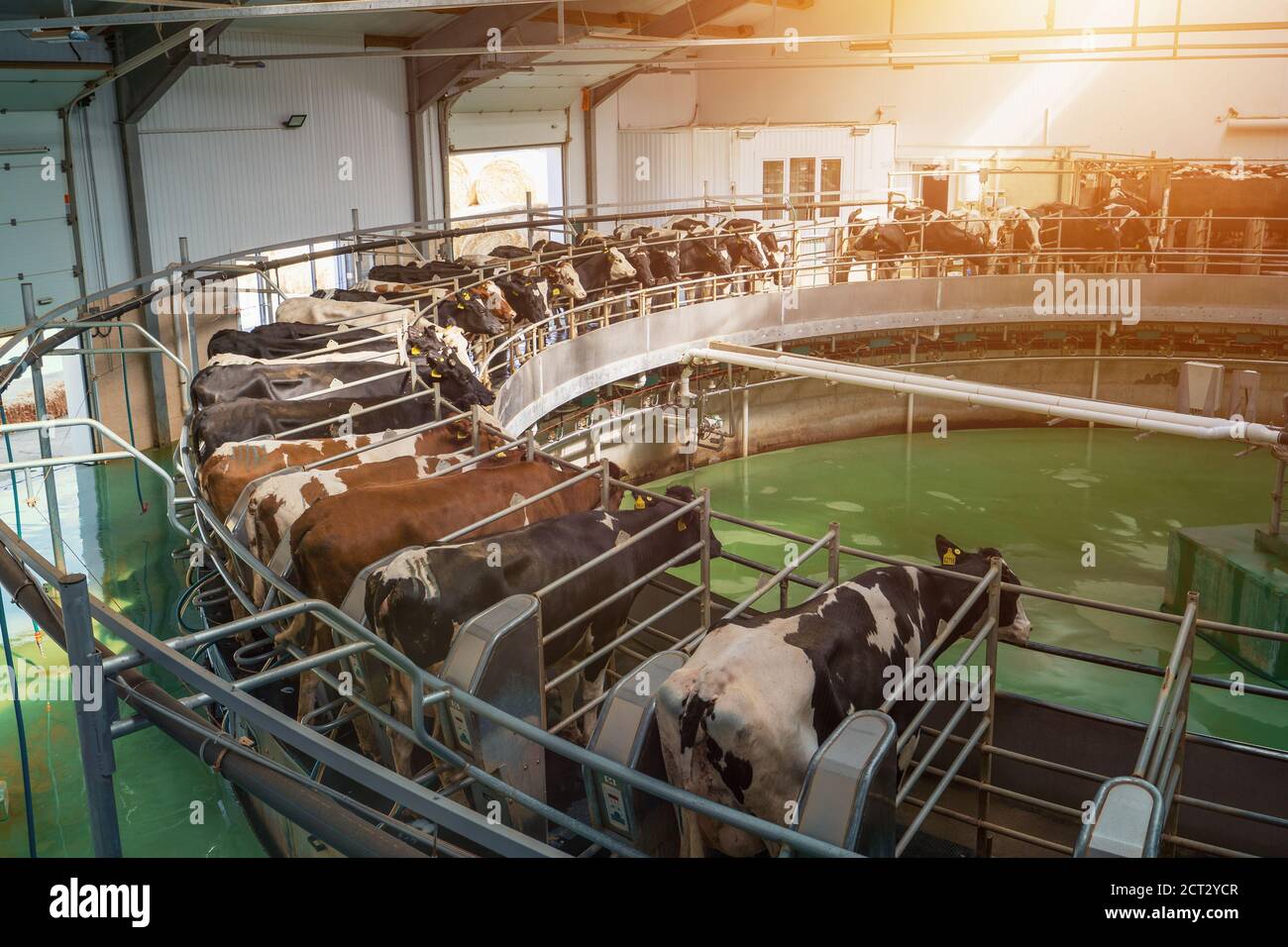 Prozess des Melkens von Kühen auf industriellen Drehmaschinen Ausrüstung in neuen modernen Milchviehbetrieb. Stockfoto