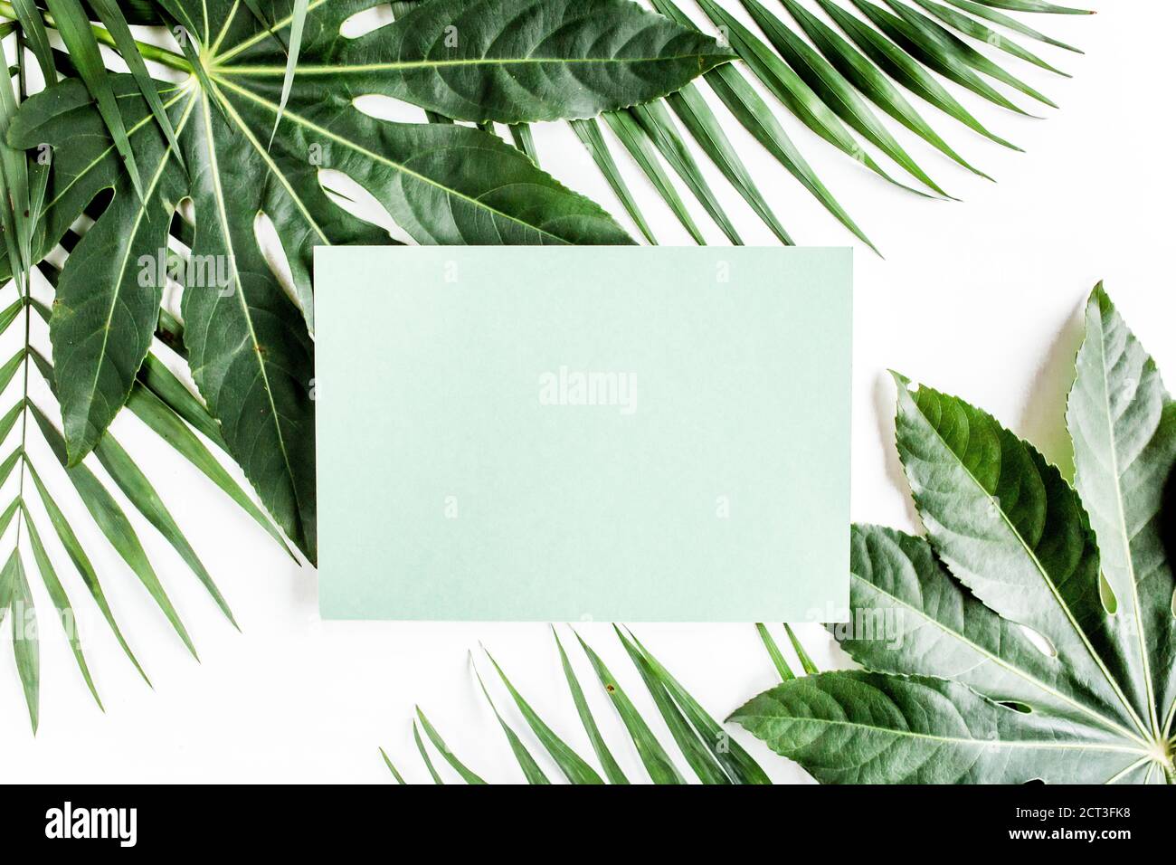 Fotohintergrund Tropische Palmenblätter - 2,1x1,5m, Für Hawaii & Dschungel-Party