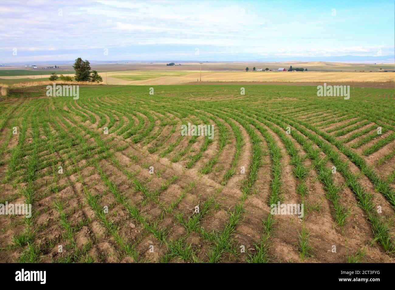 Dürre gebeutelte Farm, die in "Winterweizen" gepflanzt wurde Im Osten von Washington / Oregon in den USA Stockfoto