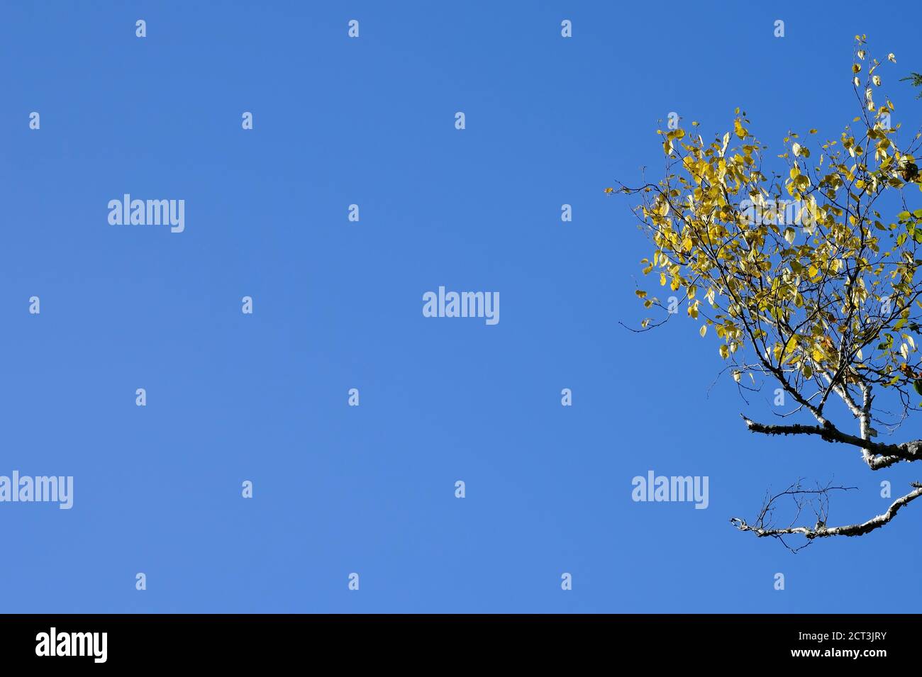 Blassblauer Himmel mit einem gelb blättrigen Zweig auf der rechten Seite. Desktop-Hintergrundbild? Warum nicht! Stockfoto