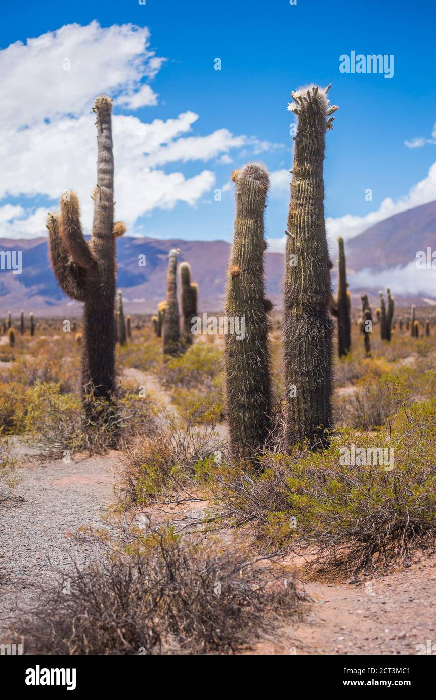 Kaktus im Parque Nacional Los Cardones (Cactus National Park), Cachi  Valley, Calchaqui Valleys, Salta Province, Nordargentinien, Sdamerika  Stockfotografie - Alamy