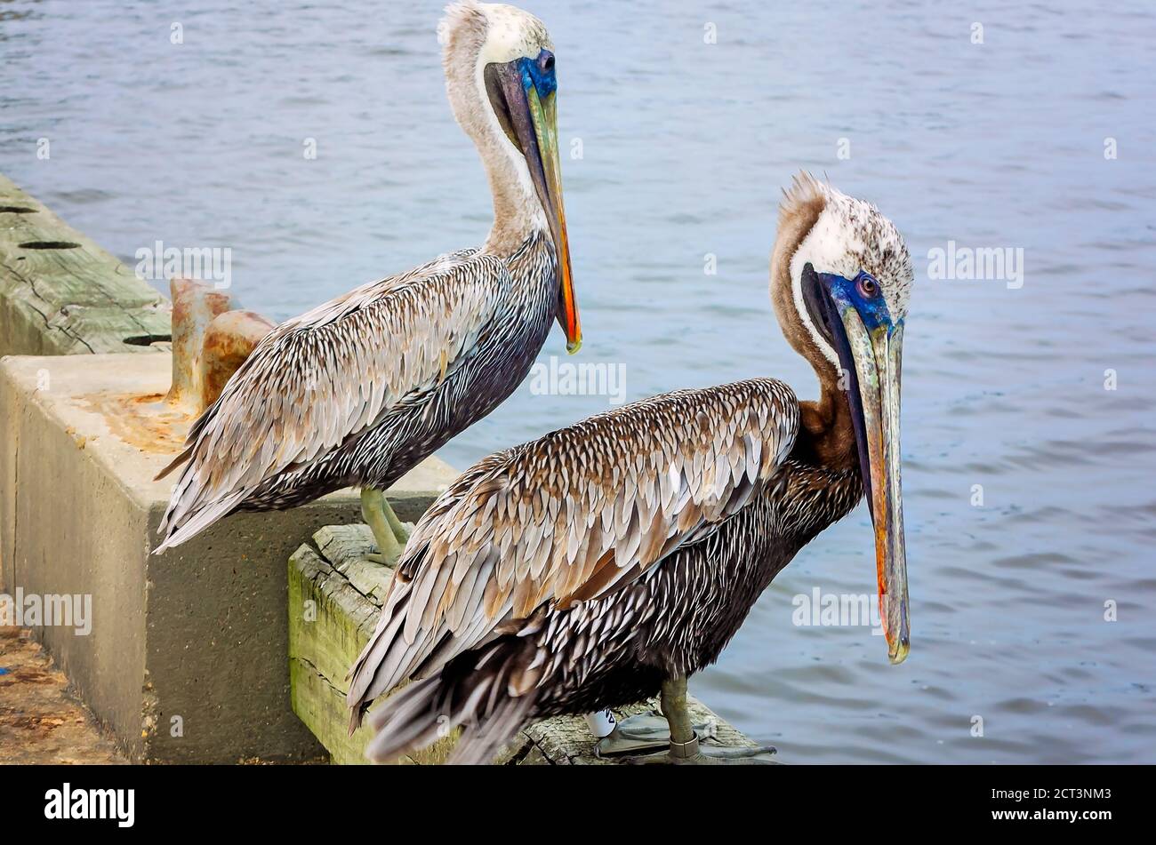 Ältere braune Pelikanergefährten Barsch auf einem Pier zusammen am Palafox Pier, September 18, 2020, in Pensacola, Florida. Pelikane leben durchschnittlich 15-25 Jahre. Stockfoto