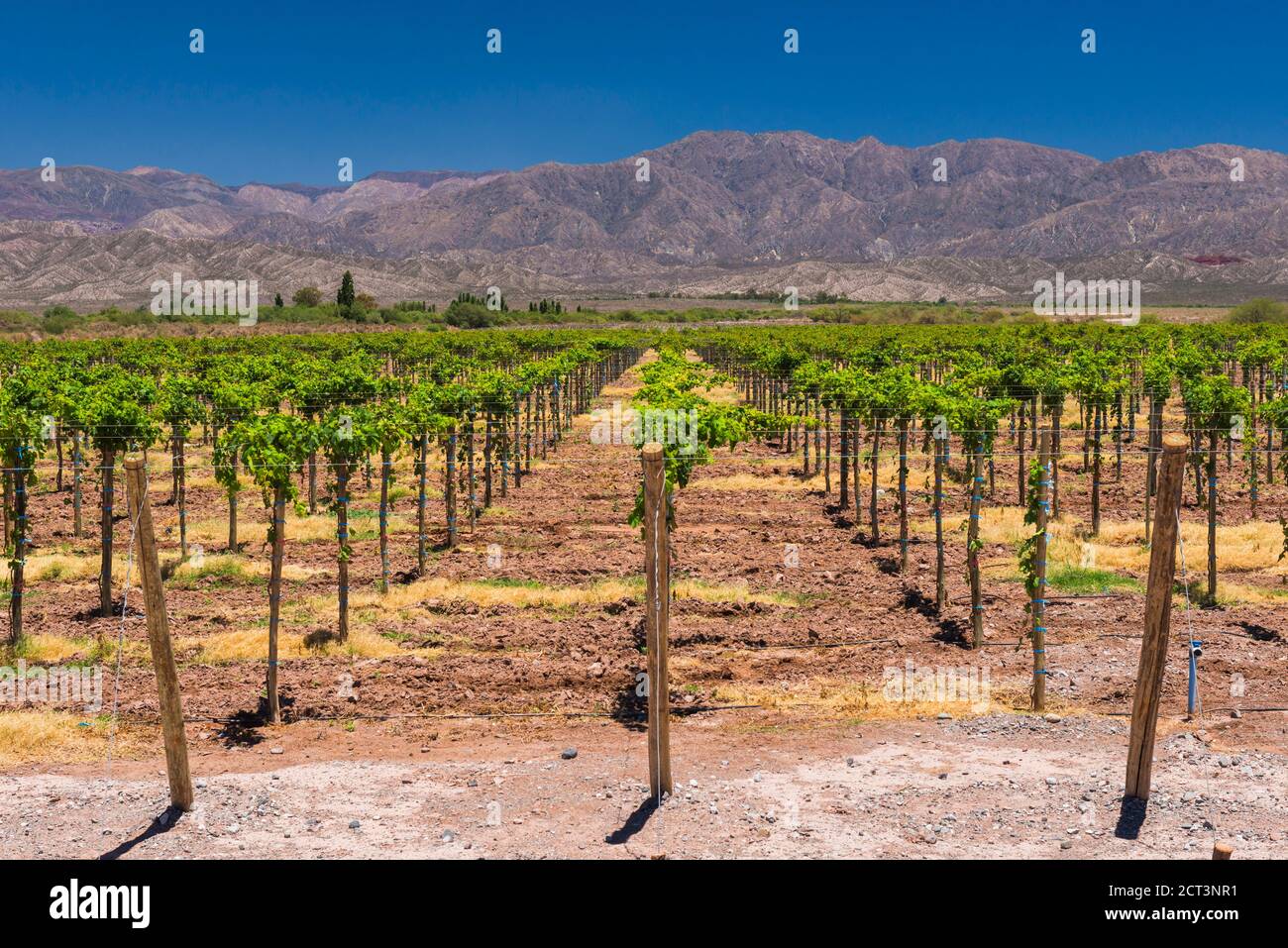 Grüne Weinreben in einem Weinberg in einem Weingut in der trockenen, trockenen, Anden, Provinz San Juan, Argentinien, Südamerika Stockfoto